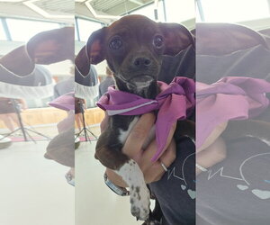 ShiChi Dogs for adoption in Rosenberg, TX, USA