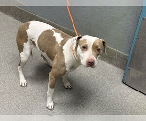 American Pit Bull Terrier-Unknown Mix Dogs for adoption in Las Vegas, NV, USA