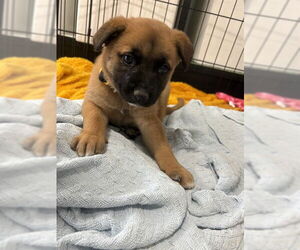 German Shepherd Dog-Unknown Mix Dogs for adoption in Temple, TX, USA