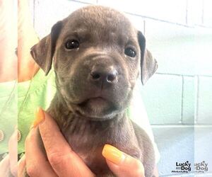 Labrador Retriever-Unknown Mix Dogs for adoption in Washington, DC, USA