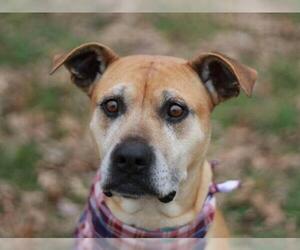 American Staffordshire Terrier-Boxer Mix Dogs for adoption in Cookeville, TN, USA