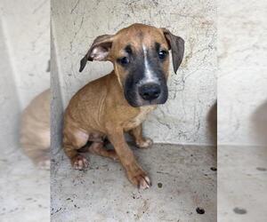 American Pit Bull Terrier-Unknown Mix Dogs for adoption in Oklahoma City, OK, USA