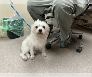 Mutt Dogs for adoption in Pasadena, CA, USA