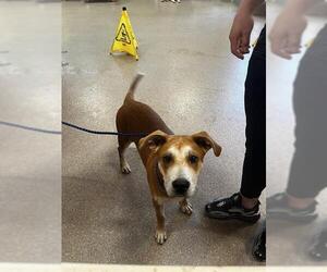 Black Mouth Cur Dogs for adoption in Louisville, KY, USA