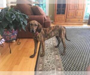 Plott Hound Dogs for adoption in Rural Hall, NC, USA