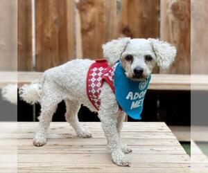 Bichon Frise Dogs for adoption in Pacific Grove, CA, USA