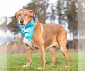 Labrador Retriever Dogs for adoption in Pacific Grove, CA, USA
