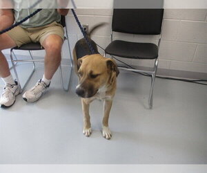 German Shepherd Dog-Unknown Mix Dogs for adoption in Ocala, FL, USA