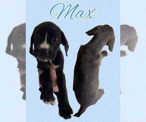 Basset Hound-Unknown Mix Dogs for adoption in Deepwater, NJ, USA