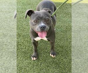 American Pit Bull Terrier Dogs for adoption in Fayetteville, NC, USA