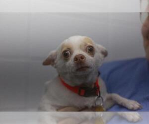 Chihuahua-Unknown Mix Dogs for adoption in Mountain Home, AR, USA