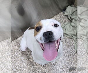 Boxer-Unknown Mix Dogs for adoption in Martinsburg, WV, USA