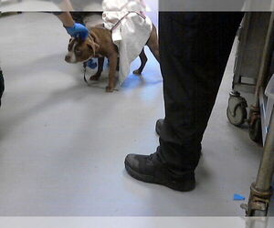 Mutt Dogs for adoption in Fayetteville, NC, USA