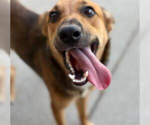 German Shepherd Dog-Unknown Mix Dogs for adoption in Tulsa, OK, USA