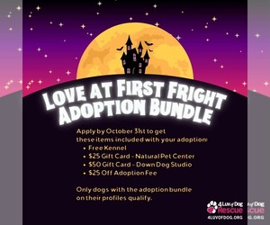 American Pit Bull Terrier Dogs for adoption in Fargo, ND, USA