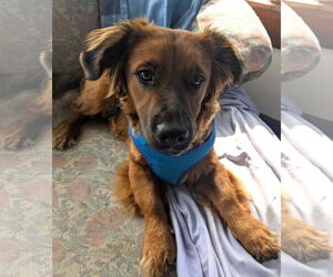 Pembroke Welsh Corgi-Unknown Mix Dogs for adoption in Plainfield, IL, USA