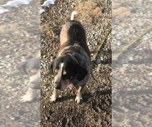 Bluetick Coonhound Dogs for adoption in Overland Park, KS, USA