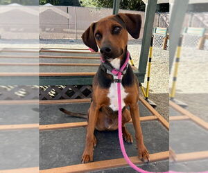 Medium Photo #1 Doberman Pinscher-Treeing Walker Coonhound Mix Puppy For Sale in Palmetto, FL, USA