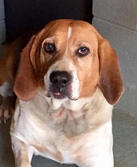 Beagle-Unknown Mix Dogs for adoption in Asheville, NC, USA