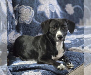Chiweenie Dogs for adoption in Foristell, MO, USA