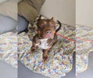 American Bulldog-American Staffordshire Terrier Mix Dogs for adoption in Rockwall, TX, USA