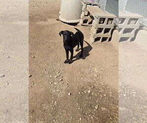 German Shorthaired Pointer-Unknown Mix Dogs for adoption in Maquoketa, IA, USA