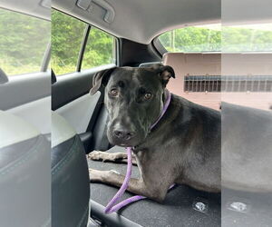 Mastador Dogs for adoption in Mooresville, NC, USA