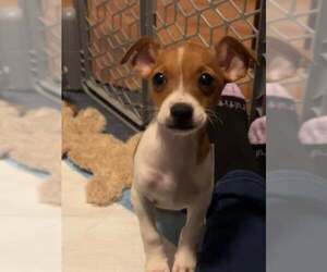 Chihuahua-Unknown Mix Dogs for adoption in Mechanicsburg, PA, USA