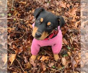 Rottweiler Dogs for adoption in Potomac, MD, USA