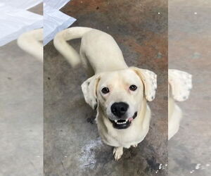 Labrador Retriever-Unknown Mix Dogs for adoption in Greenbelt, MD, USA