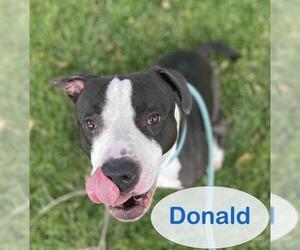 American Staffordshire Terrier Dogs for adoption in Sacramento, CA, USA