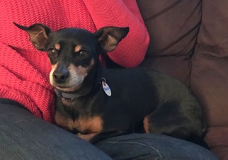 Miniature Pinscher-Unknown Mix Dogs for adoption in Issaquah, WA, USA