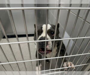 American Pit Bull Terrier-Unknown Mix Dogs for adoption in Las Vegas, NV, USA