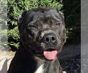 American Staffordshire Terrier-Bulldog Mix Dogs for adoption in Albuquerque, NM, USA