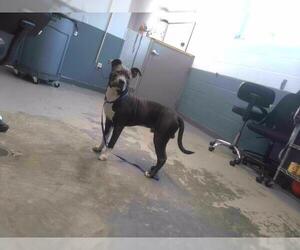 American Staffordshire Terrier Dogs for adoption in Tallahassee, FL, USA