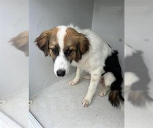 Australian Shepherd Dogs for adoption in Houston, TX, USA