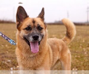 Huskies -Pug Mix Dogs for adoption in Grasswood, Saskatchewan, Canada