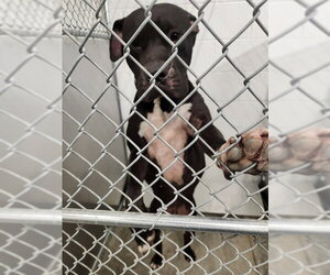 Staffordshire Bull Terrier Dogs for adoption in Temple, TX, USA