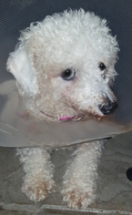 Bichon Frise Dogs for adoption in East Hanover, NJ, USA