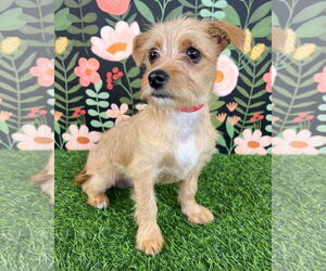 Mutt Dogs for adoption in Corona, CA, USA