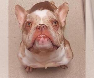 French Bulldog-Unknown Mix Dogs for adoption in Fort Lauderdale, FL, USA