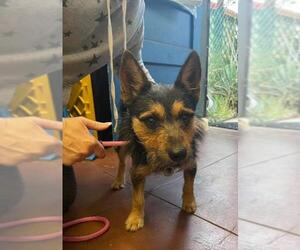 Australian Terrier Dogs for adoption in Ramona, CA, USA