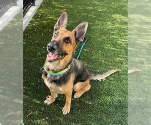 German Shepherd Dog Dogs for adoption in Baytown, TX, USA