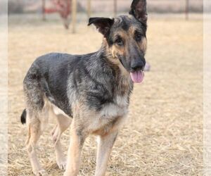 Medium Photo #4 German Shepherd Dog Puppy For Sale in Dallas, TX, USA
