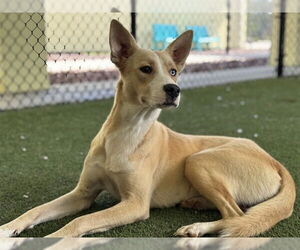 Labrador Retriever-Unknown Mix Dogs for adoption in Tavares, FL, USA