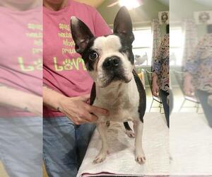 Boston Terrier Dogs for adoption in Benton, LA, USA