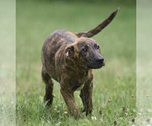 Plott Hound-Unknown Mix Dogs for adoption in Mechanicsburg, PA, USA