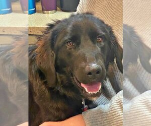 Golden Labrador Dogs for adoption in Emmett, ID, USA