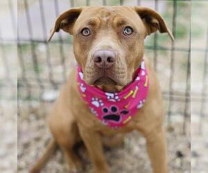 American Staffordshire Terrier-Unknown Mix Dogs for adoption in San Antonio, TX, USA