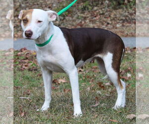Mutt Dogs for adoption in Prattville, AL, USA